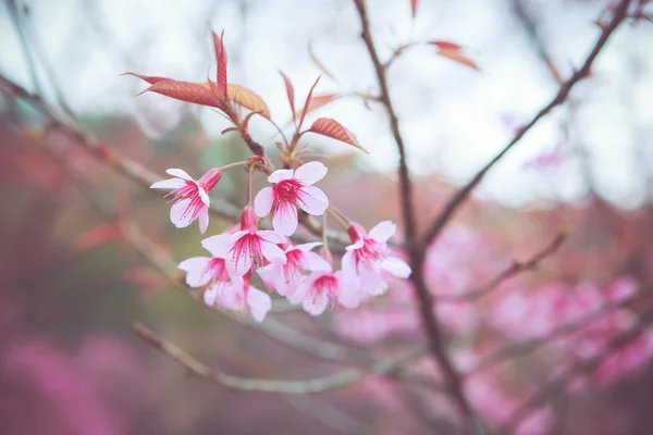 stock image Wild Himalayan Cherry spring blossom 