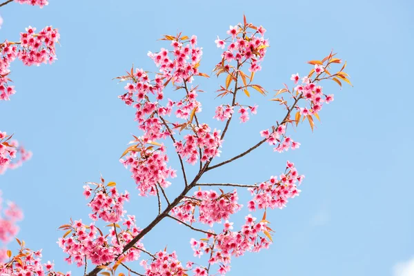 Fiore selvatico di ciliegio himalayano — Foto Stock