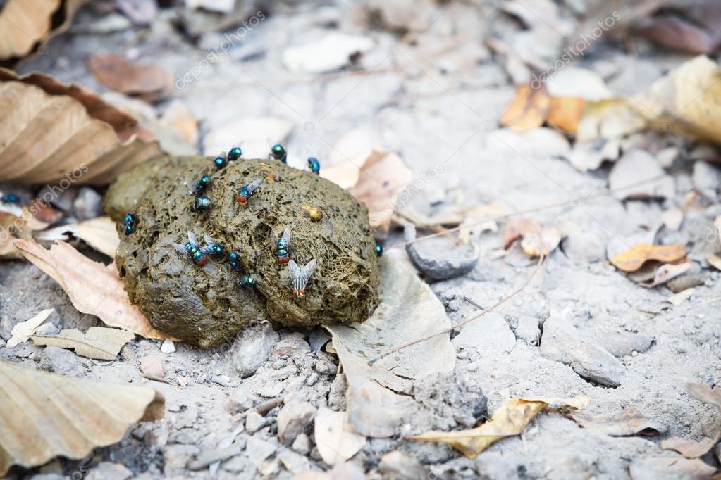 Dung and flies on ground