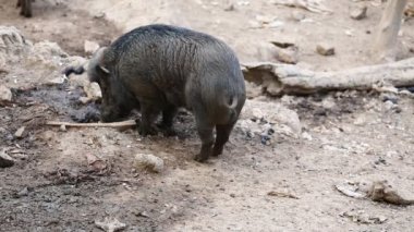 Su yere yemek yaban domuzu