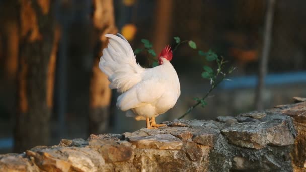 Witte bantam — Stockvideo