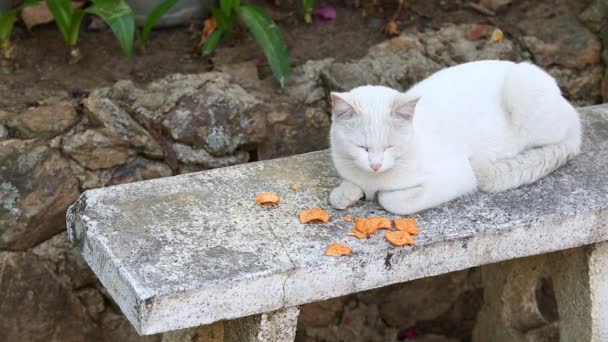 Thailändska vit katt — Stockvideo