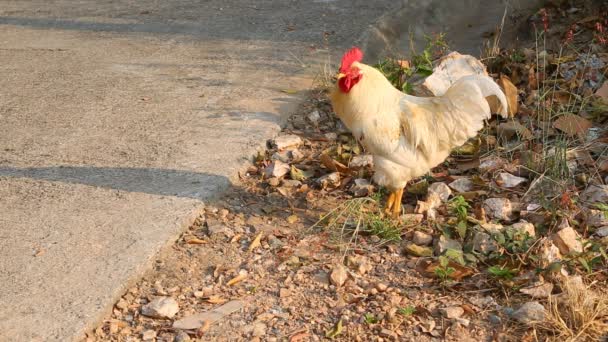 White bantam — Stock Video