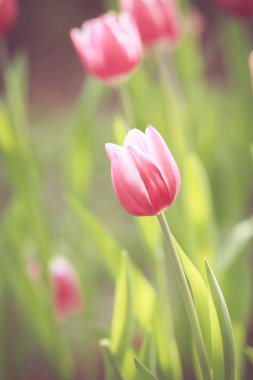 Lale çiçek sping vintage retro sesi