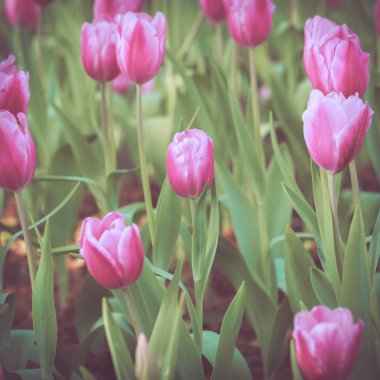 Lale çiçek sping vintage retro sesi