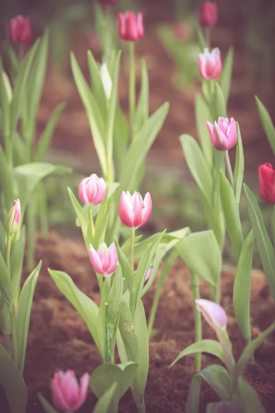 Цветок тюльпана в винтажном ретро-тоне — стоковое фото