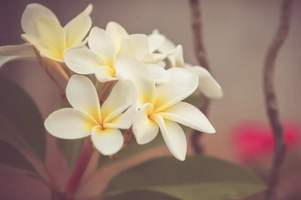 Bílá plumeria frangipani vinobraní retro tón — Stock fotografie