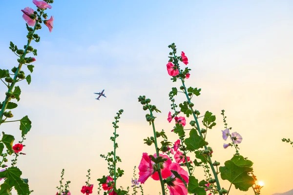 Hollyhock bloementuin met avondrood en vliegtuig — Stockfoto