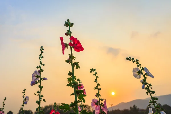 Jardín de flores hollyhock con el cielo puesta del sol —  Fotos de Stock