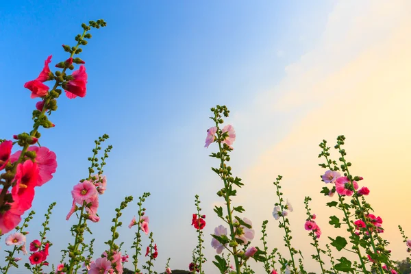 Hollyhock flower garden with sunset sky — Stock Photo, Image