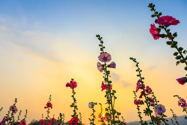 सूर्यास्त आकाश के साथ होलीहॉक फूल गार्डन — स्टॉक फ़ोटो, इमेज