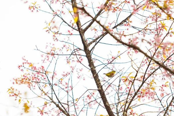 Uccello su fiori di ciliegio e sakura — Foto Stock