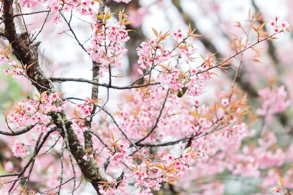 Ptak na wiśni i sakura — Zdjęcie stockowe