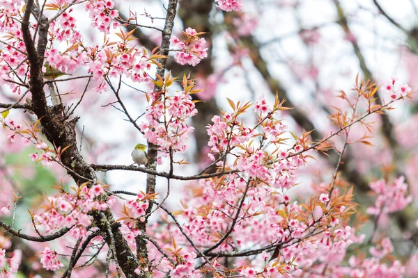 Uccello su fiori di ciliegio e sakura — Foto Stock