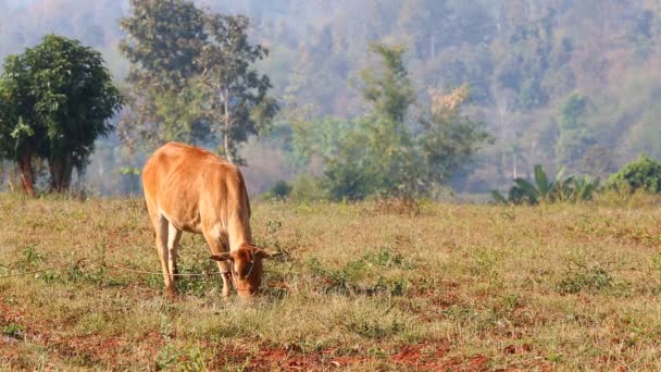 Корова їсть траву в полі — стокове відео