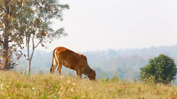 Vaca comer grama no campo — Vídeo de Stock