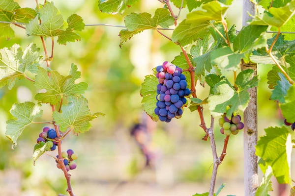 Pobočka mladé hrozny na vinné révy ve vinici — Stock fotografie