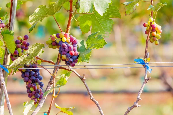 Ramo uvas jovens na vinha na vinha — Fotografia de Stock