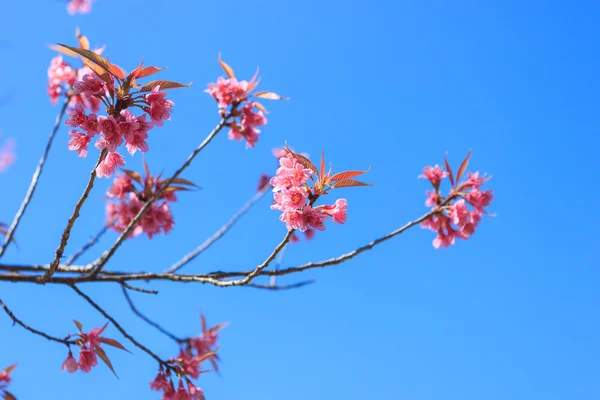 Flor selvagem da primavera da cereja do Himalaia — Fotografia de Stock