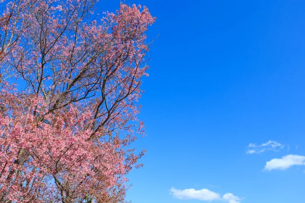 Flor selvagem da primavera da cereja do Himalaia — Fotografia de Stock