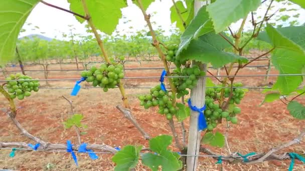 Planta de jardín de uva en Tailandia — Vídeos de Stock