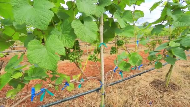 Grape trädgårds-växten i thailand — Stockvideo