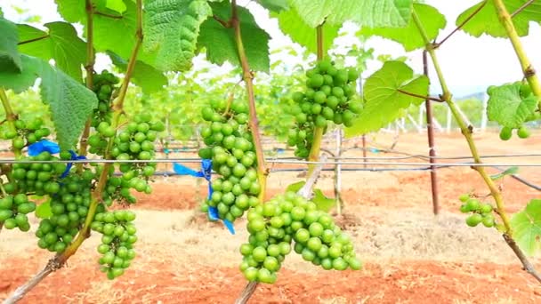 Planta de jardín de uva en Tailandia — Vídeos de Stock