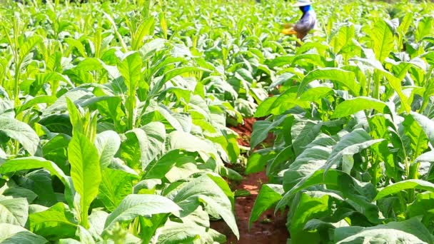 Mujer tailandesa puso insecticida y fertilizante en planta de tabaco — Vídeo de stock