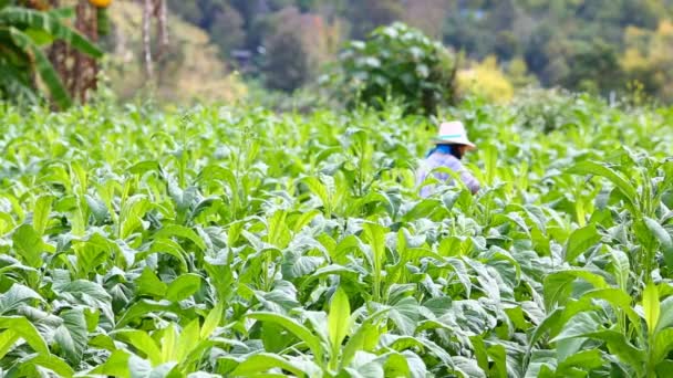 Mulher tailandesa colocar inseticida e fertilizante na planta do tabaco — Vídeo de Stock