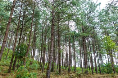 çam ormanı Tayland