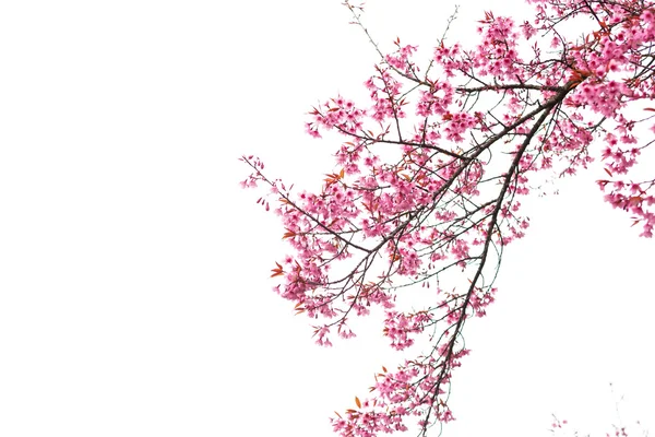 vahşi Himalaya kiraz bahar çiçeği 