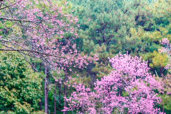 Wilde Himalaya-Kirsche Frühlingsblüte — Stockfoto