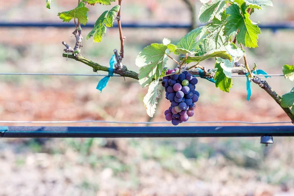 Pobočka mladé hrozny na vinné révy ve vinici — Stock fotografie