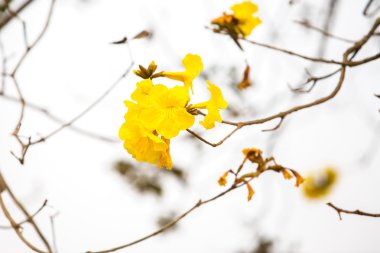 Sarı tabebuia bahar çiçeği
