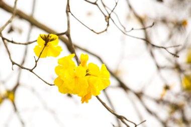 Sarı tabebuia bahar çiçeği