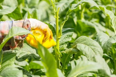 Taylandlı kadın böcek ilacı ve gübre tütün fabrikasında koymak