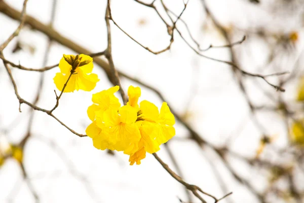 Yellow tabebuia spring blossom — Stock Photo, Image