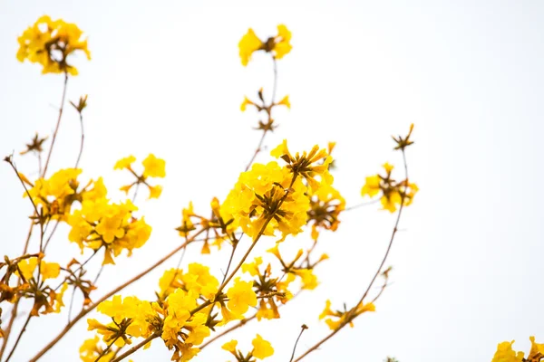 Yellow tabebuia spring blossom — Stock Photo, Image