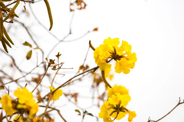 Yellow tabebuia spring blossom — Stock Photo, Image