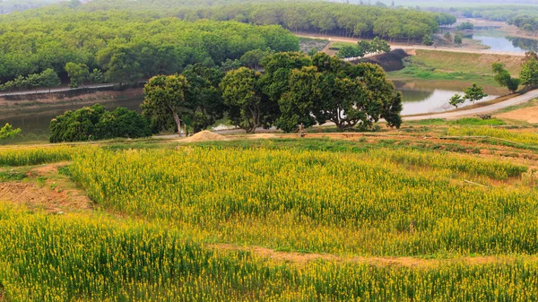 Green tea field plantation in thailand — Stock Photo, Image