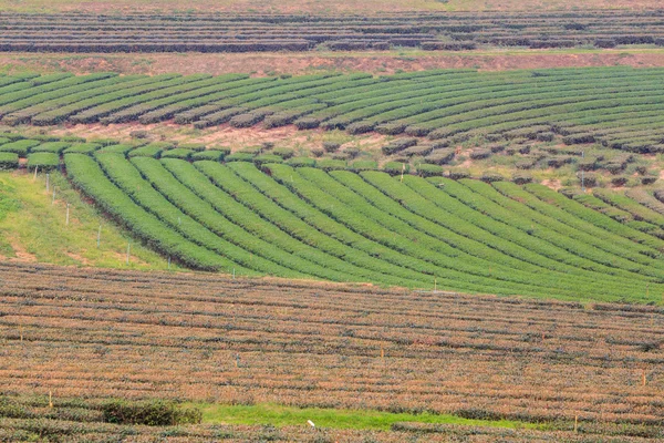 Green tea field plantation in thailand — Stock Photo, Image