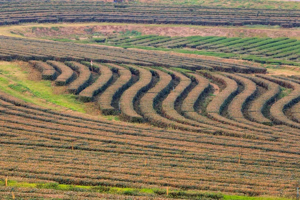 Groene thee veld plantage in thailand — Stockfoto