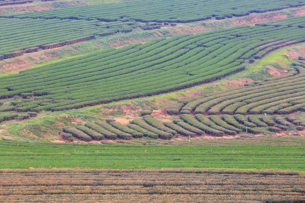 Zielona herbata plantation pole w Tajlandii — Zdjęcie stockowe