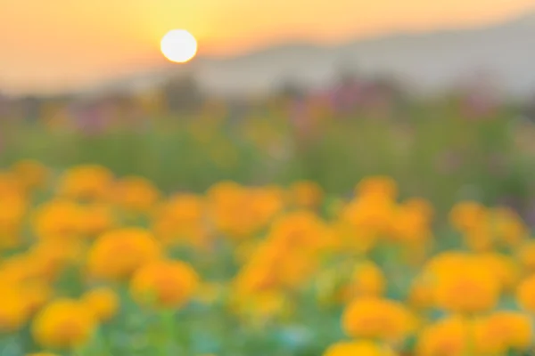 Pôr do sol com flor na cena turva — Fotografia de Stock