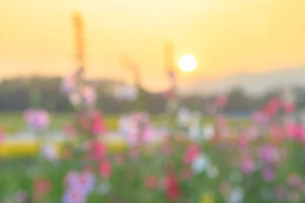 Pôr do sol com flor na cena turva — Fotografia de Stock
