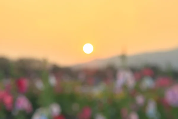 Zonsondergang met bloem op wazig scène — Stockfoto