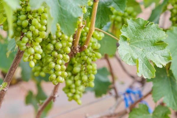 Ramo uvas jovens na vinha na vinha — Fotografia de Stock