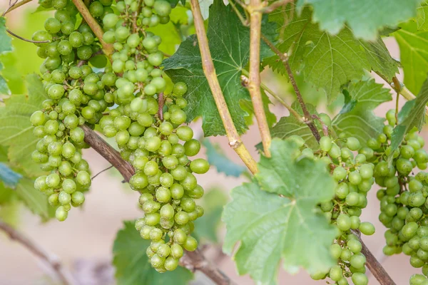 Oddziału młodych winogron na winorośli w winnicy — Zdjęcie stockowe