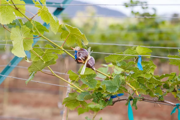 Ramo de uvas jóvenes en vid en viñedo — Foto de Stock