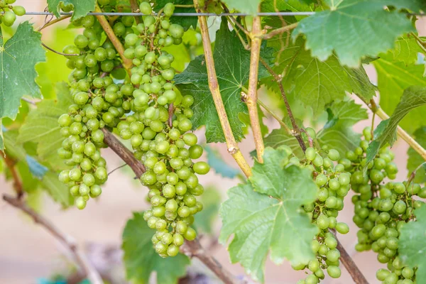 Branche jeunes raisins sur vigne dans le vignoble — Photo